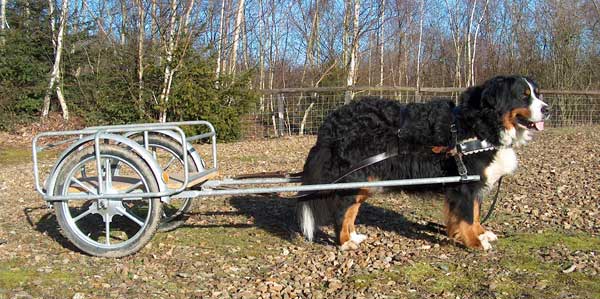 Bailey with his cart