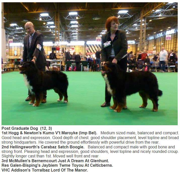 Bear Line Up 2nd Place Crufts 2014