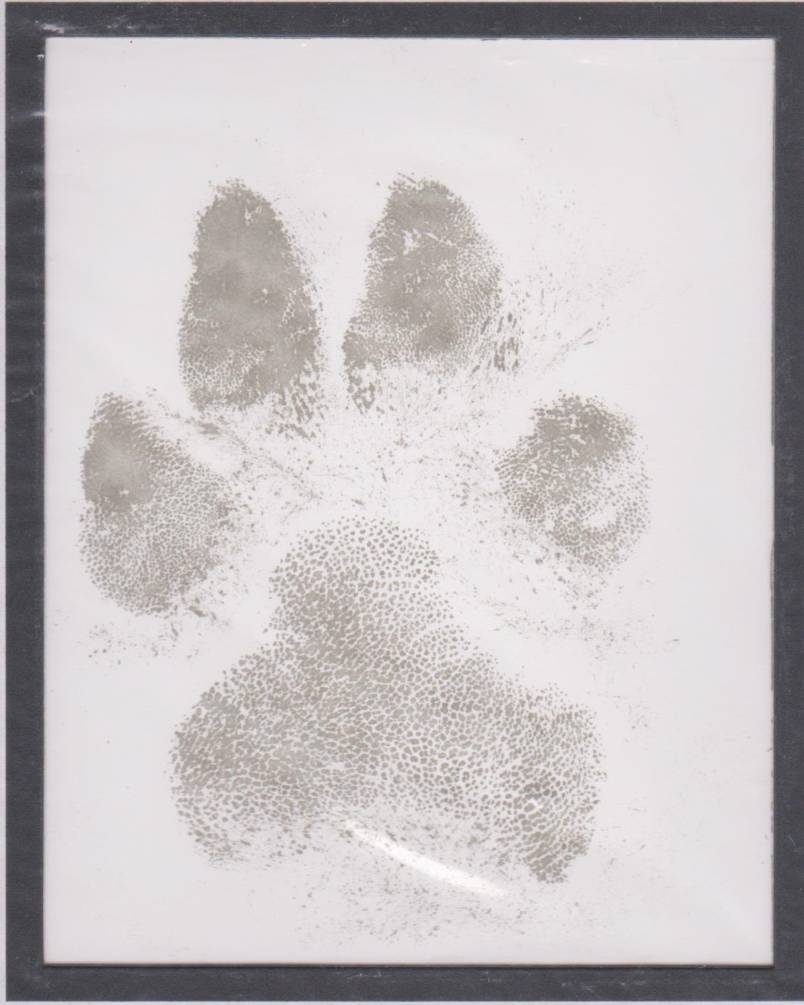 Bear's final paw print