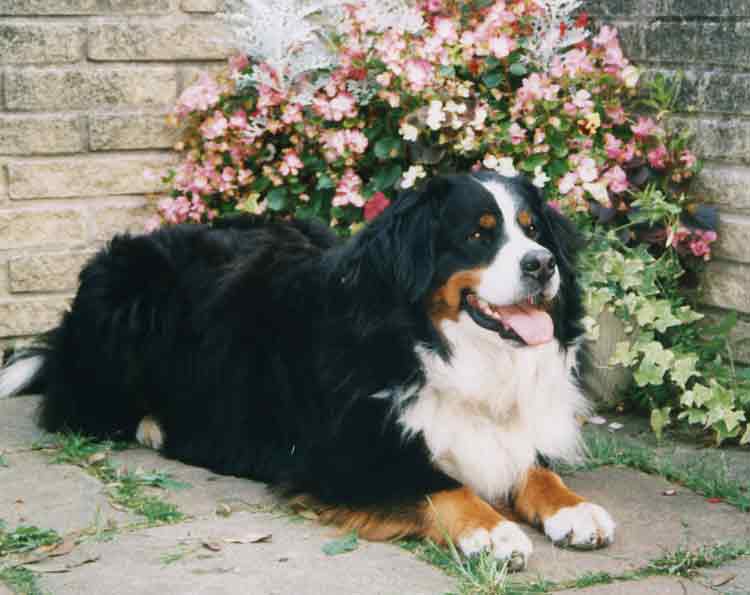 Bess in the garden