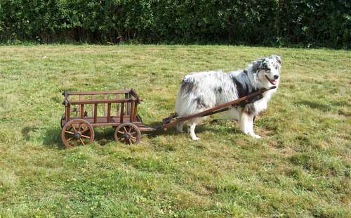 Dixie in the small cart