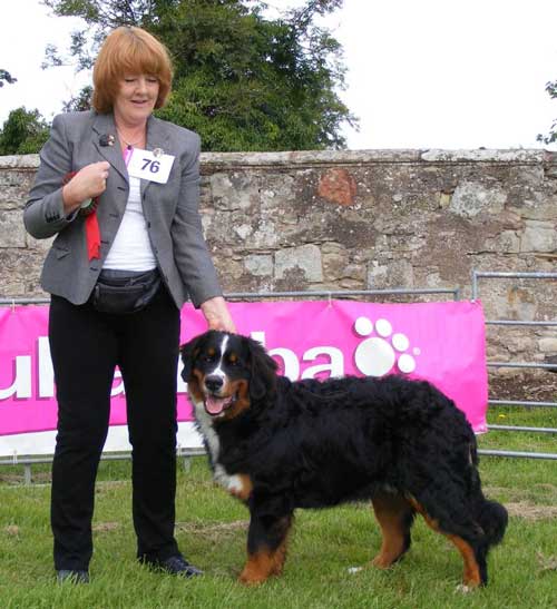 Tolly winner minor puppy dog class