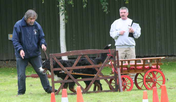 Remy on the carting course