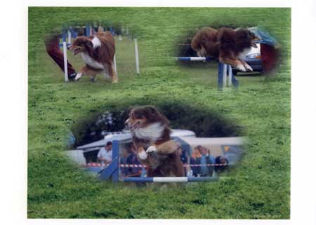 Rio agility picture