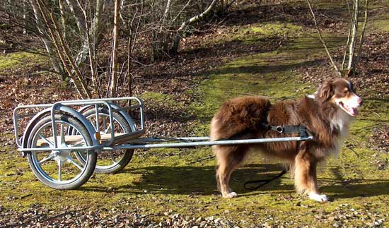 Rio in his cart