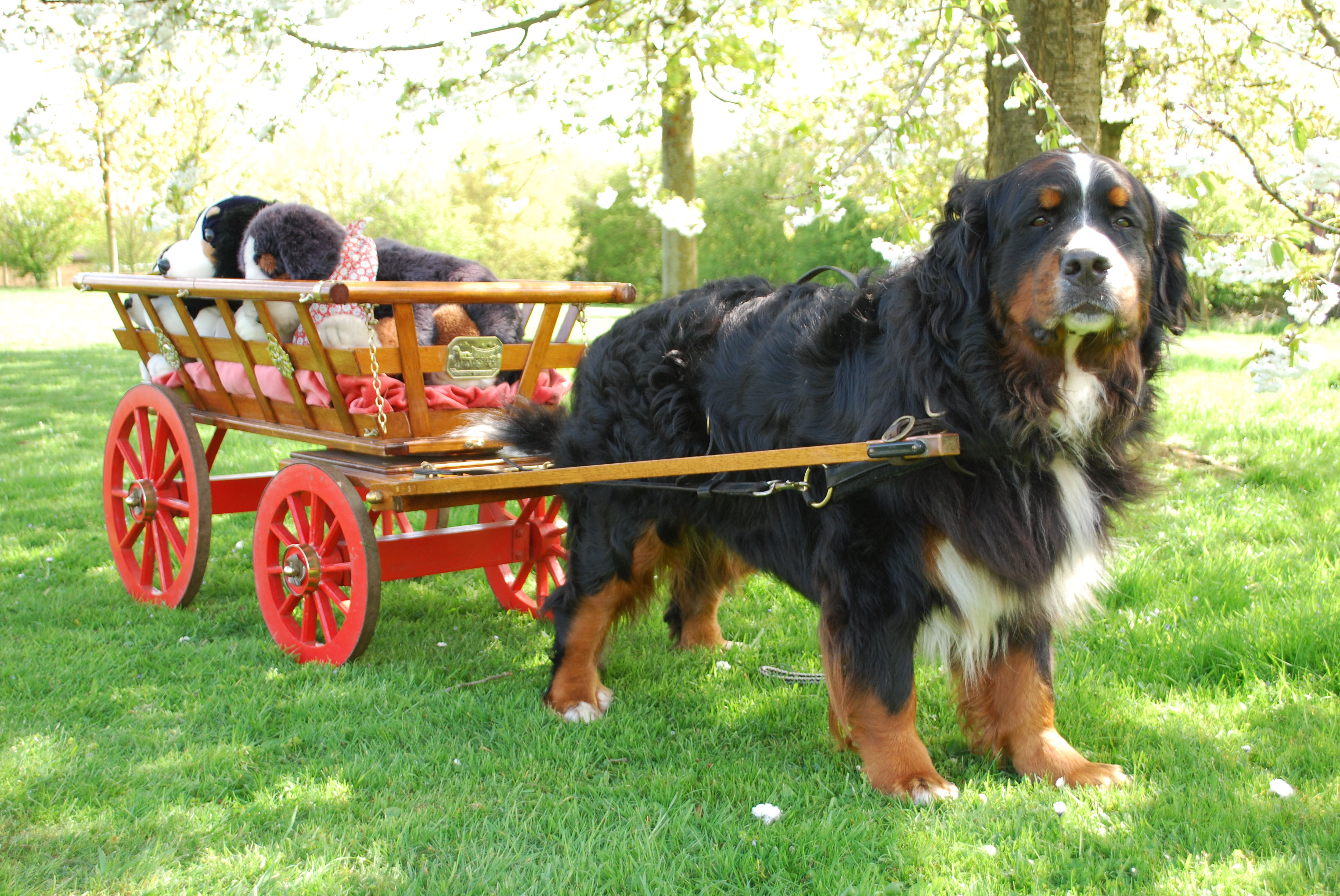 Tolly and his Cart