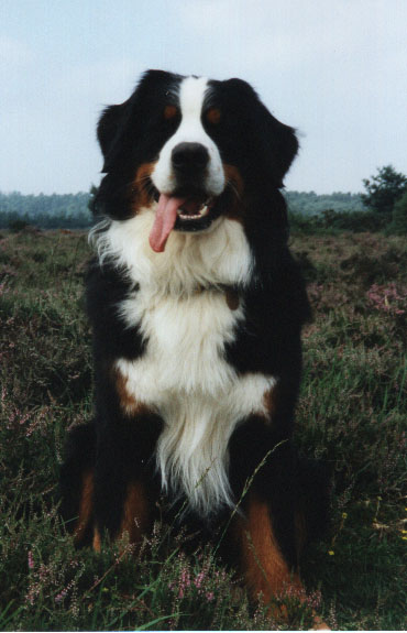 Morgan in the New Forest